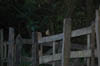 DSC_0006 (2)