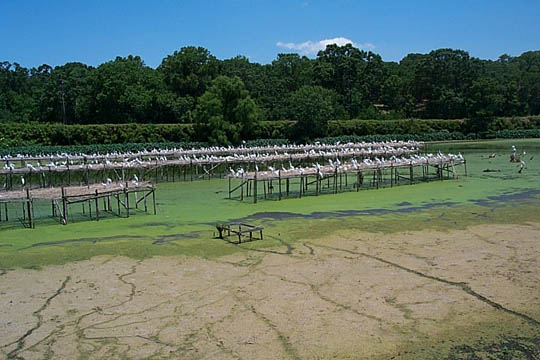 P0000266