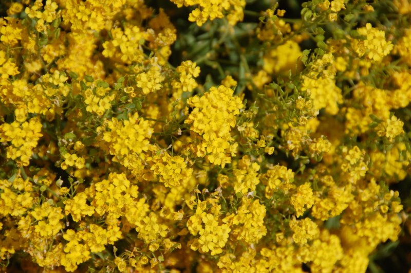 dsc_0042.jpg